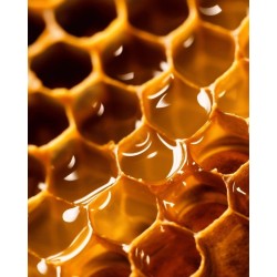Miel de miellat de forêt biologique 250 g