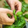 Pesto de basilic sicilien bio 190g