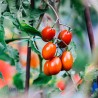 Sauce tomate datterino bio prête à l'emploi 330g
