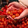SAUCE TOMATE PRÊTE AVEC TOMATE CERISE ALLA PUTTANESCA BIO 250G